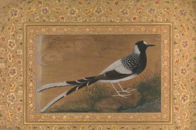 Cętkowany widłogon, folio z albumu Shah Jahan, odbyt: ca. 1610-15, verso ca. 1540. autorstwa Abu al Hasan