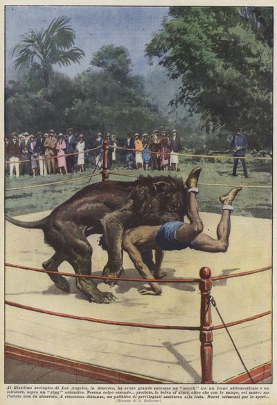 Czy pojedynek lwów w zoo w Los Angeles w Ameryce był wielkim sukcesem? autorstwa Achille Beltrame