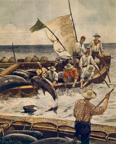Niezwykłe połowy tuńczyka błękitnopłetwego na wyspie Piana na Sardynii przez Achille Beltrame (1871-1945), z La Domenica del Corriere, 30 czerwca 1900 autorstwa Achille Beltrame