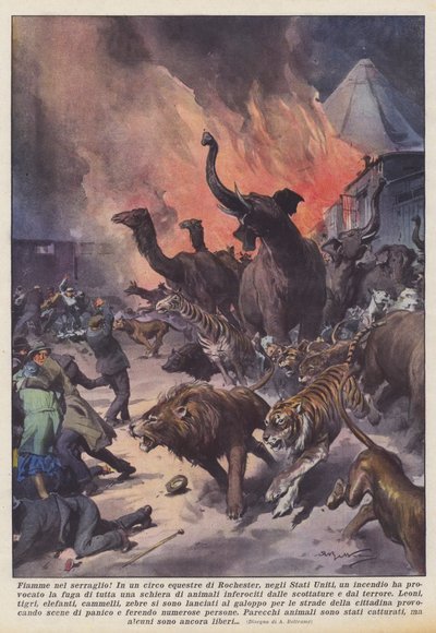 Płomienie w menażerii! autorstwa Achille Beltrame