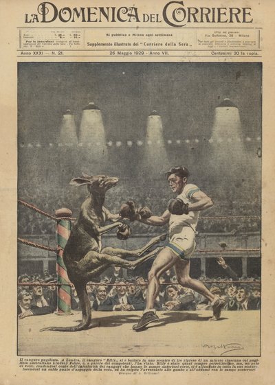 Kangur bokserski autorstwa Achille Beltrame