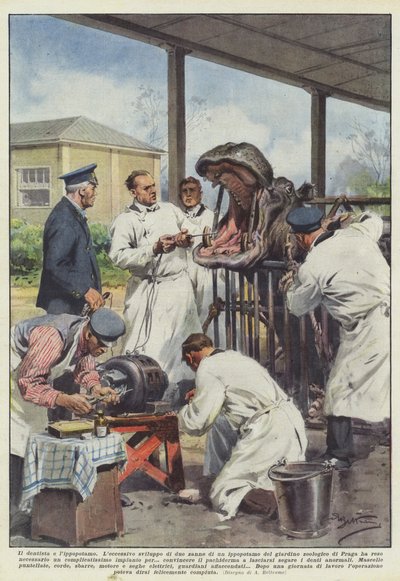 Dentysta i hipopotam autorstwa Achille Beltrame