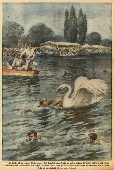 Wściekłość łabędzia autorstwa Achille Beltrame