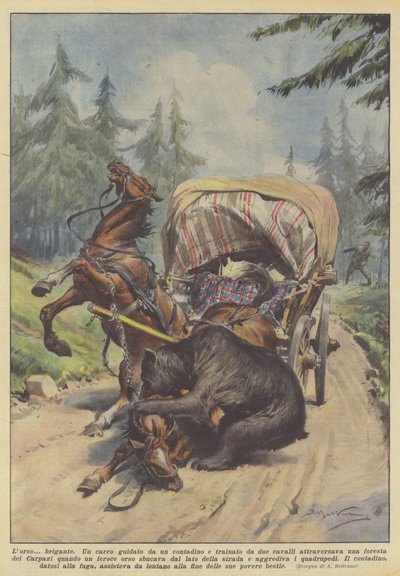 Niedźwiedź? bandyta autorstwa Achille Beltrame