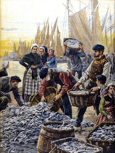 Połowy sardynek w Bretanii w 1903 r. ilustracja autorstwa Achille Beltrame autorstwa Achille Beltrame