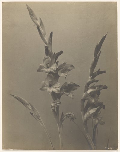 [Gladiolus] autorstwa Achille Quinet