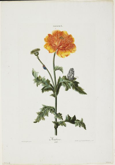 Papauer I. 106. Morfeusz, z Hortus Nitidissimis, 1773 (rycina ręcznie kolorowana) autorstwa Adam Louis Wirsing