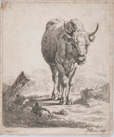 Krowa widziana z przodu, 1805 r. autorstwa Adam von Bartsch