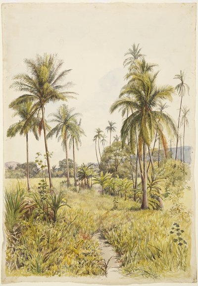 Palmy, Colima (akwarela) autorstwa Adela Breton