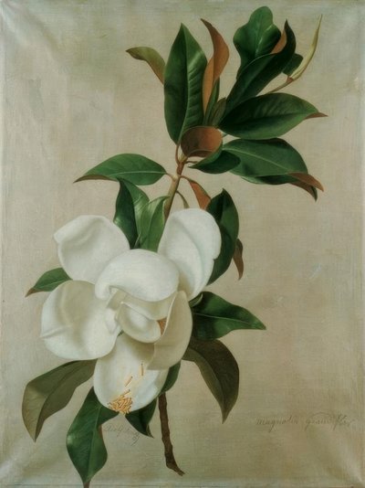 Magnolie autorstwa Adolf Senff