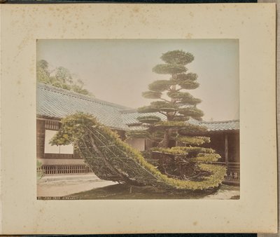 Sosna, Kinkakuji autorstwa Adolfo Farsari