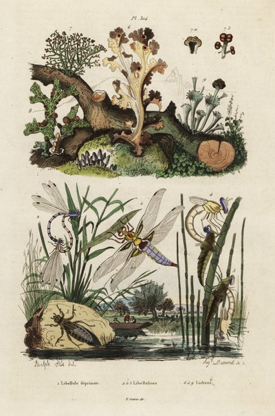 Ścigacz, skimmer i porosty.,1834-1839 (grafika) autorstwa Adolph (after) Fries
