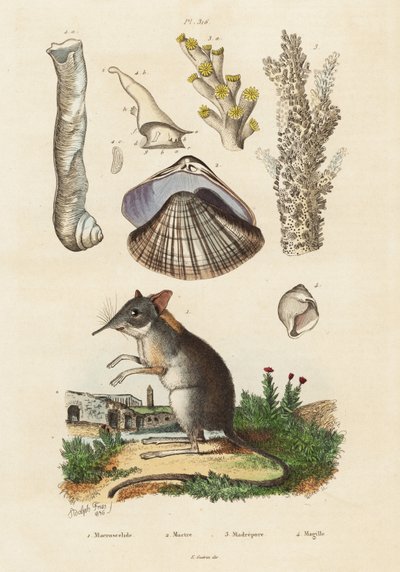 Ryjówka słoniowa, małż i koralowce.,1834-1839 (rycina) autorstwa Adolph (after) Fries