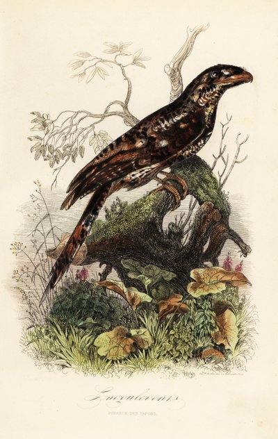 Papuas papuaski , Podargus papuensis autorstwa Adolph (after) Fries