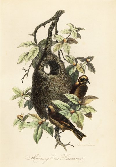 Sikora Penduline, Remiz pendulinus i gniazdo worka autorstwa Adolph (after) Fries