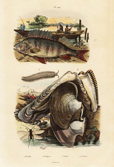 Okoń, perłowy ostryg, aksamitny robak i siniak.,1834-1839 (grafika) autorstwa Adolph (after) Fries