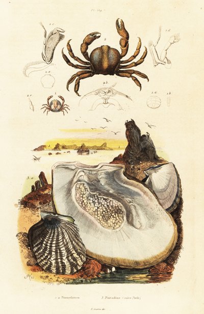 Kraby szpilkowe i ostryga perłowa, 1834-1839 (grawerowanie) autorstwa Adolph (after) Fries