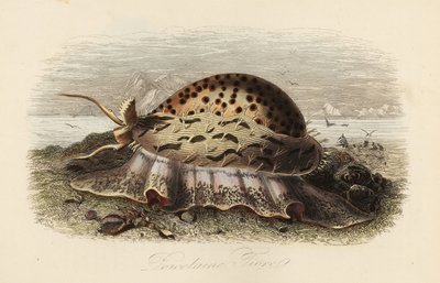 Kawiarka tygrysia , Cypraea tigris autorstwa Adolph (after) Fries