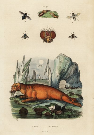Mors i muchy. ,1834-1839 (grawerowanie) autorstwa Adolph (after) Fries