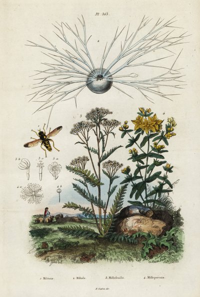 Krwawnik zwyczajny, dziurawiec, otwornice i bzygowate.,1834-1839 (rycina) autorstwa Adolph (after) Fries