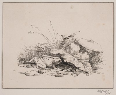 ropucha autorstwa Johan Adolph Kittendorff