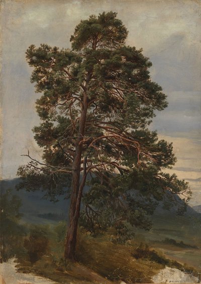 Studium sosny autorstwa Adolph Tidemand