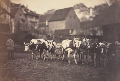 Bez tytułu (zwierzęta gospodarskie) autorstwa Adolphe Braun