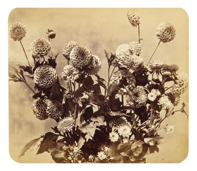 Nieuprawny autorstwa Adolphe Braun