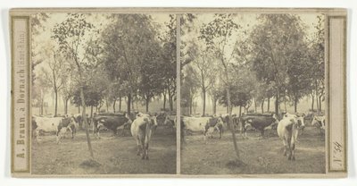 Bez tytułu [krowy], 185077. autorstwa Adolphe Braun