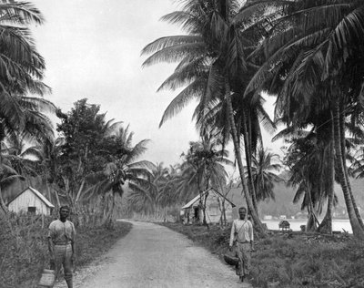 Gaj kokosowy, Port Antonio, Jamajka, ok. 1905. autorstwa Adolphe Duperly and Son