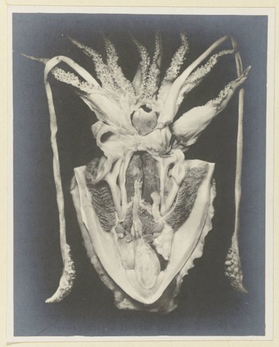 Anatomia kałamarnicy Anatomia de la Seiche (tytuł na obiekcie) autorstwa Adolphe Louis Donnadieu