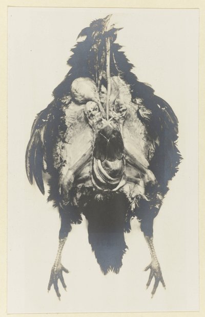 Anatomia kurczaka Anatomia poule autorstwa Adolphe Louis Donnadieu