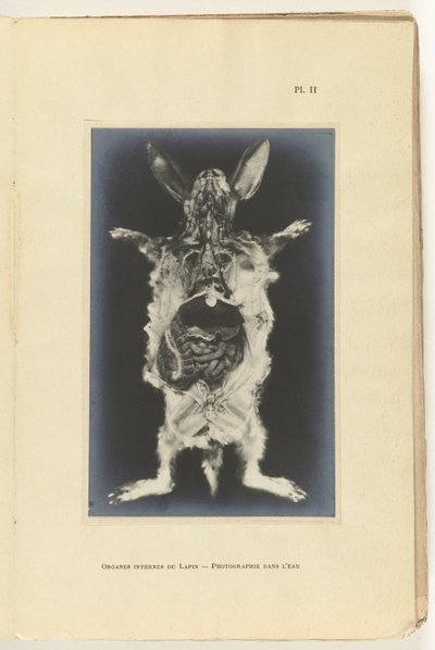Królik rozcięty z widocznymi organami Organes internes du lapin - Fotografia dans l