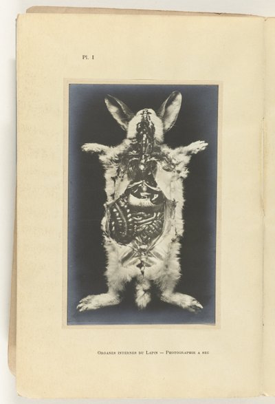 Królik rozcięty z widocznymi organami Organes internes du lapin - Fotografia a sec autorstwa Adolphe Louis Donnadieu