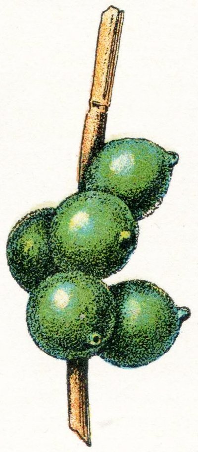 Jaja mątwy autorstwa Adolphe Philippe Millot