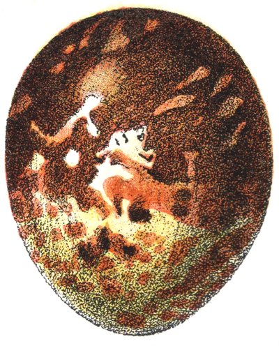 Jajo myszołowa (Pernis apivorus), 1923 autorstwa Adolphe Philippe Millot