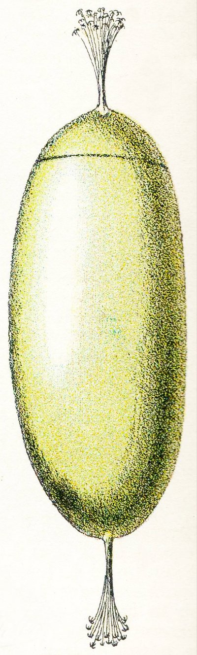 Jajko minoga, 1923 autorstwa Adolphe Philippe Millot