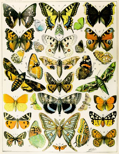 Ilustracja motyli i ciem c.1923 (lito) autorstwa Adolphe Philippe Millot