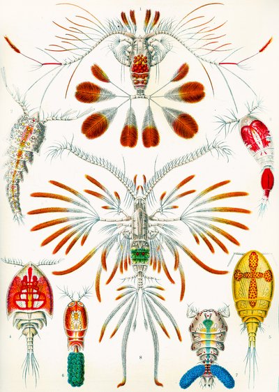 Ilustracja widłonogów, ok. 1909 r. autorstwa Adolphe Philippe Millot