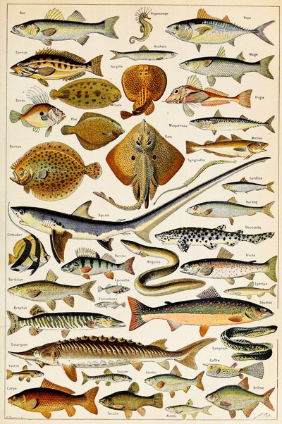 Ilustracja przedstawiająca jadalną rybę, ok. 1923 autorstwa Adolphe Philippe Millot
