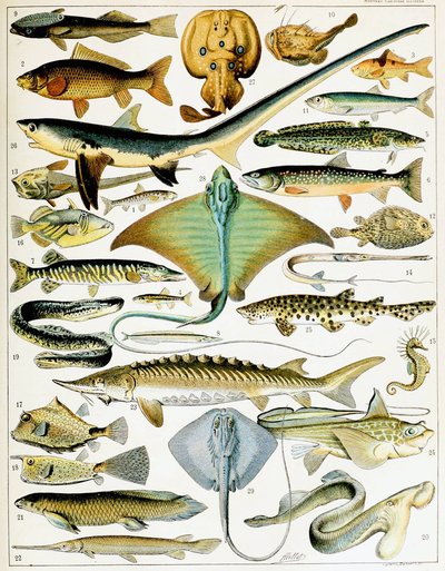 Ilustracja ryby c.1923 (lito) autorstwa Adolphe Philippe Millot