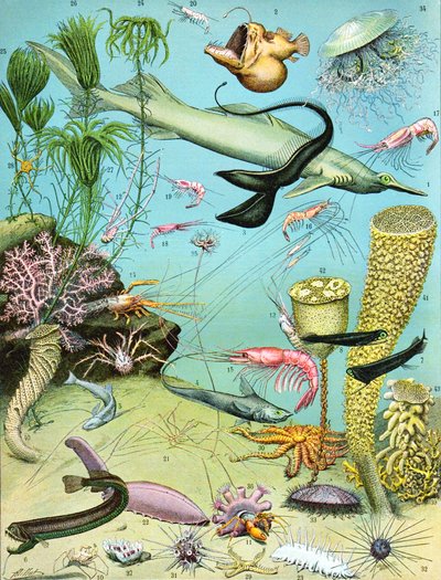 Ilustracja ekosystemu głębinowego c.1923 autorstwa Adolphe Philippe Millot