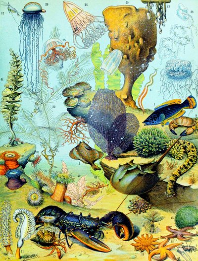 Ilustracja przedstawiająca podwodną scenę ok. 1923 r. autorstwa Adolphe Philippe Millot