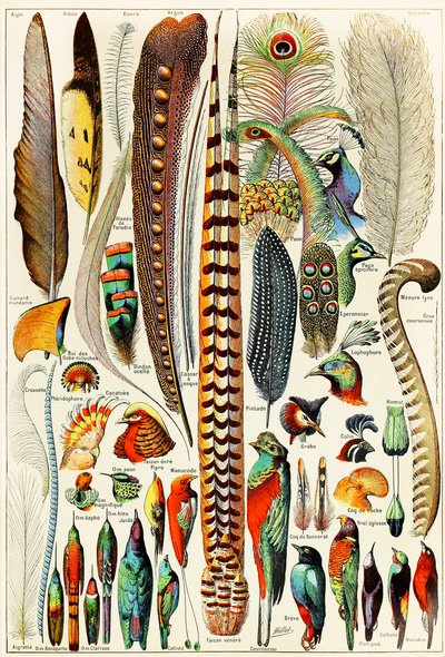 Ilustracja piór i ptaków ok. 1923 r. autorstwa Adolphe Philippe Millot