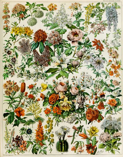 Ilustracja roślin kwitnących ok. 1923 r. autorstwa Adolphe Philippe Millot