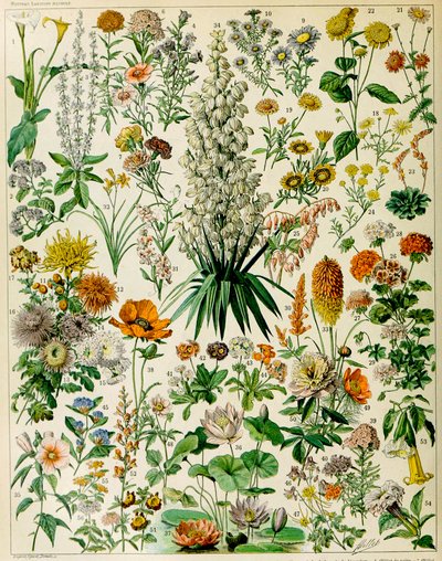 Ilustracja roślin kwitnących ok. 1923 r. autorstwa Adolphe Philippe Millot