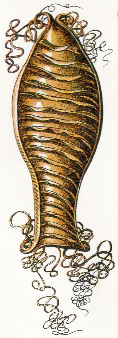 Skrzynia z prążkowanym jajkiem rekina (Scyliorhinus), 1923 autorstwa Adolphe Philippe Millot