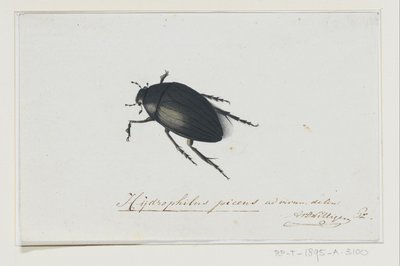 Chrząszcz czarnowodny Hydrophilus picens (tytuł na obiekcie) autorstwa Adriaan van der Willigen