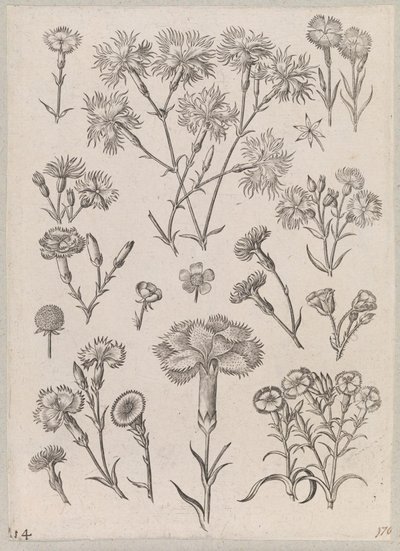 Goździk autorstwa Adriaen Collaert