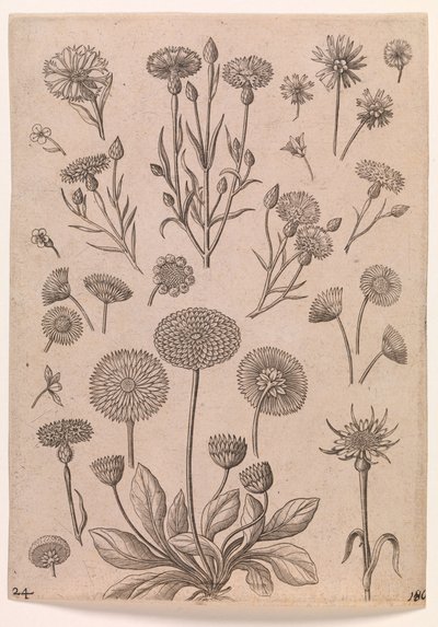 Chabry autorstwa Adriaen Collaert